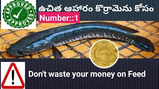 కొర్రామెను కోసం ఉచిత ఆహారం:Lesson no4_snake Head Murrell fish farming in Telugu_free for for Murrell