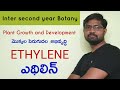 Ethylene physiological effects     plant growth and development  sr botany