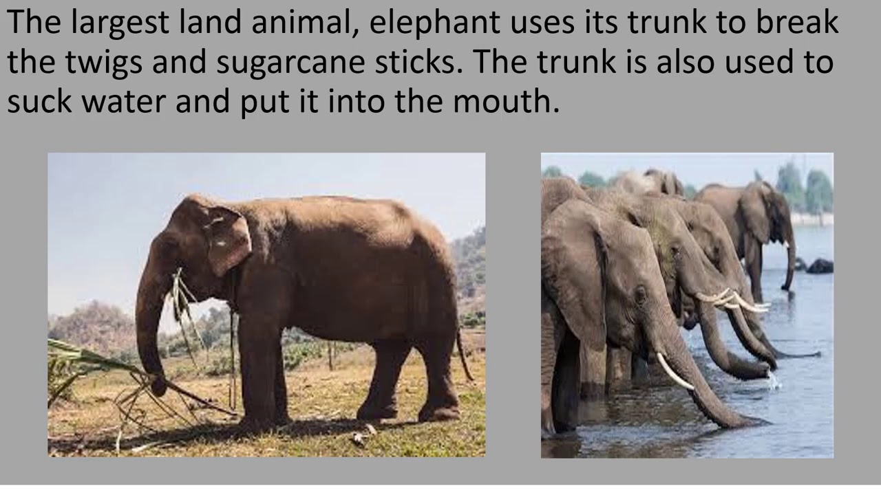 Class3 Science Ch4 Lecture2 (Animals and Their food) YouTube