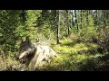 Wolves In Pursuit Of Prey - May 2022