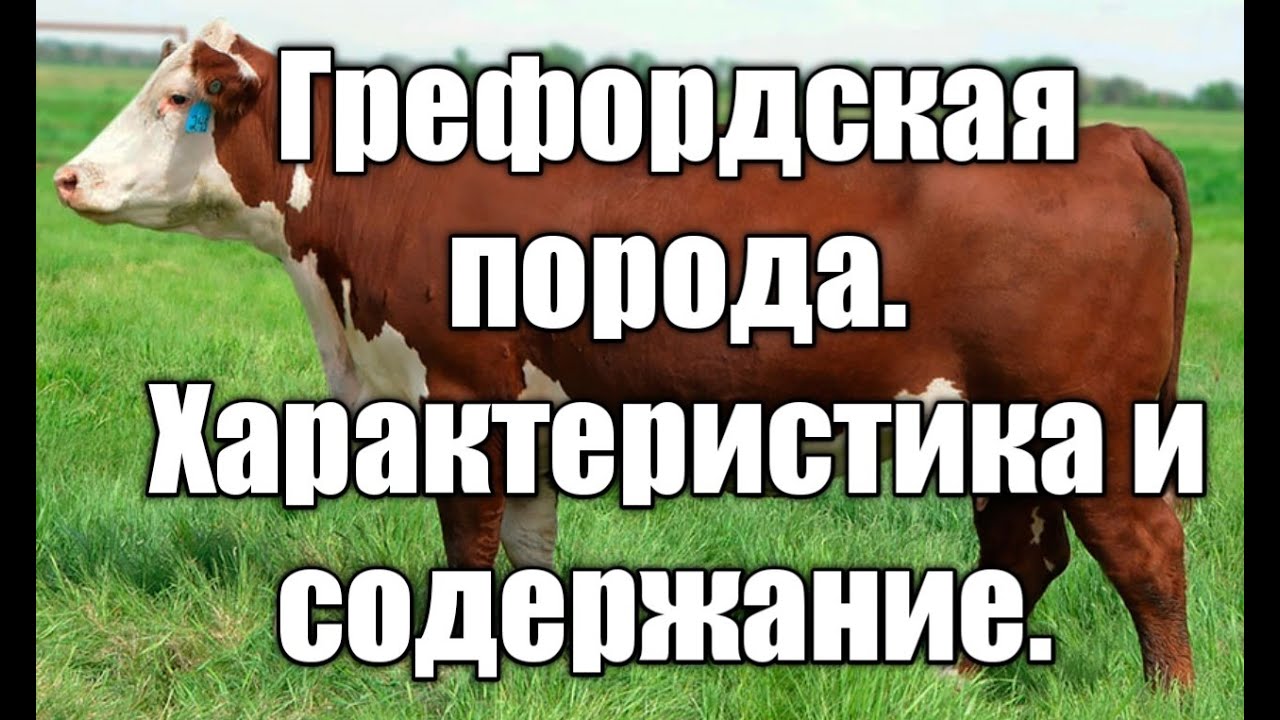 Герефордская порода коров! Описание и характеристика.