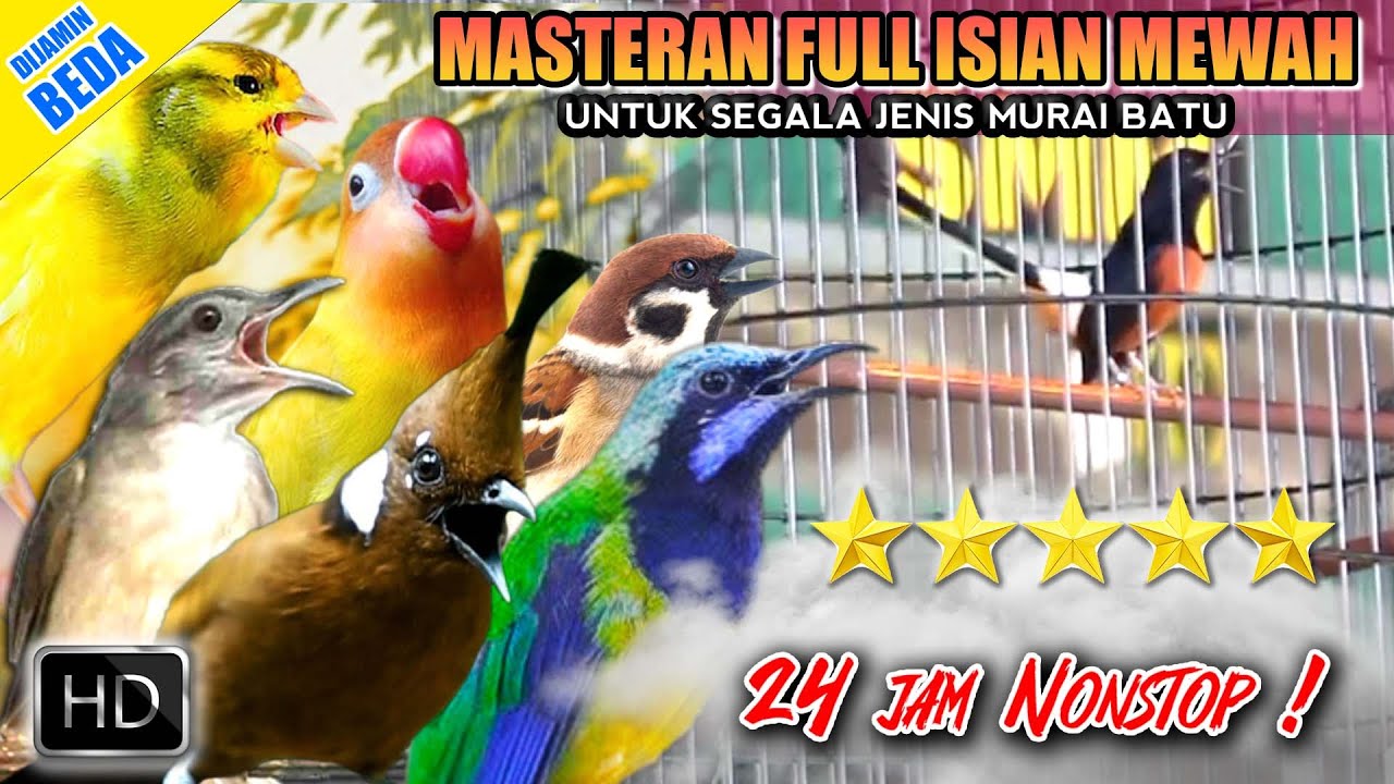 Dunia Murai #1 MASTERAN MURAI BATU FULL ISIAN TEMBAKAN MEWAH ‼️