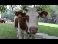 Mooing cow - Loeiende koe