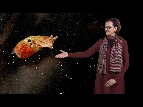 Video: Vad är det symbiotiska förhållandet mellan Euprymna bobtail bläckfisk och självlysande bakterier?