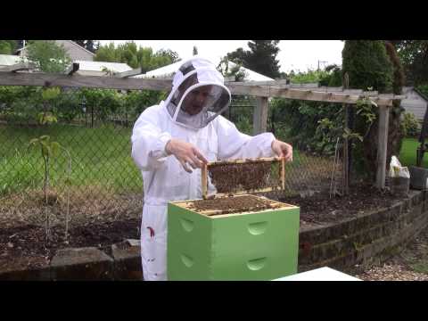 Bee Vlog #51 - June 23, 2012 - Part 1: Queen Anne