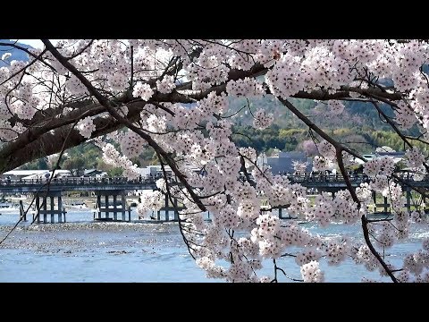 京都嵐山の桜21の見頃と開花 お花見スポットやライトアップは 駐車場は 季節お役立ち情報局