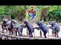 Thailand’s Best Safari. Safari World and Marine Park Bangkok