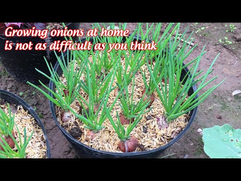 Video: Scallion Plants: kuidas kasvatada scallion