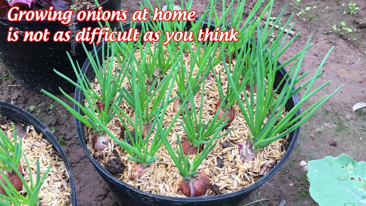 How to grow green onions at home, plant once and harvest all year round