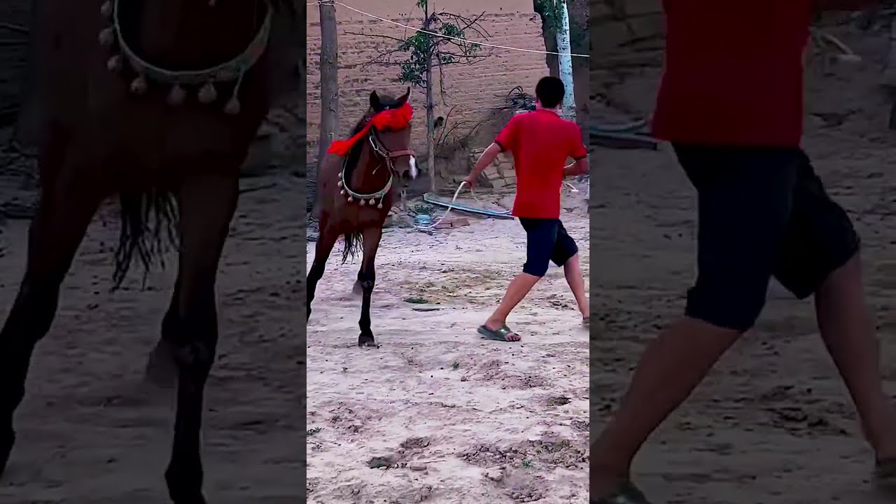 Donkeys Live Among And Horses 18