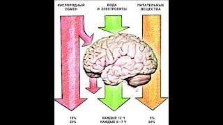 Савельев С.В. ВЫНОС МОЗГА 50 Метаболизм головного мозга 04/08/18