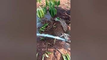 Máy d24 bơm cơ khí Ngọc N5