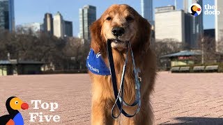 Smart Dog Walks Himself & More | The Dodo Top 5