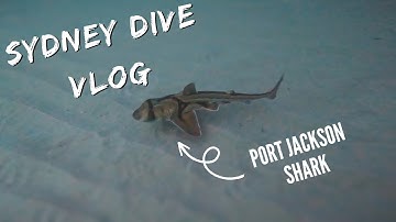 What Lies Beneath the Sydney Harbour | GoPro | 4K