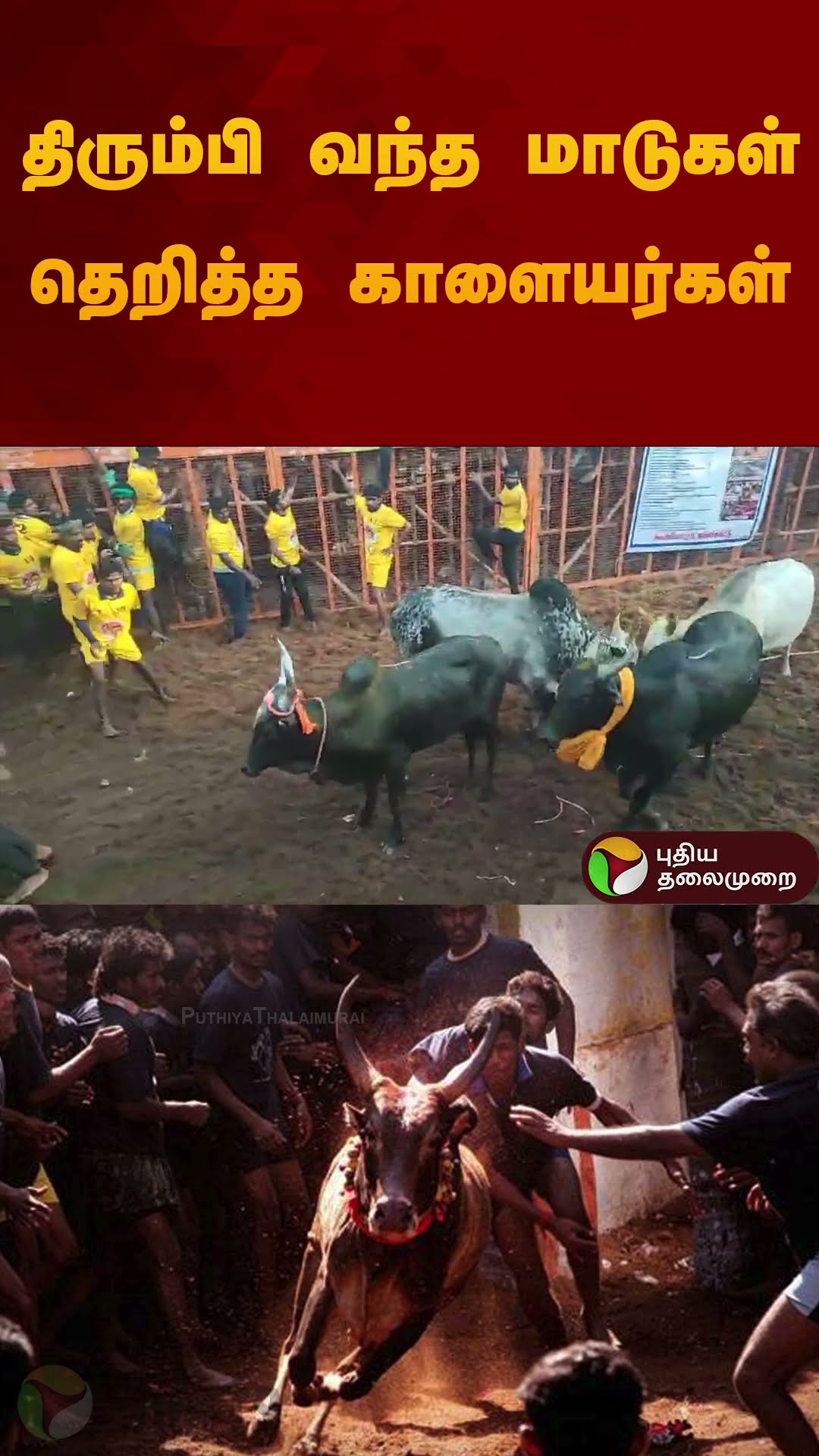 திரும்பி வந்த மாடுகள் தெறித்த காளையர்கள் | #jallikattu2025 | #madurai | #shorts
