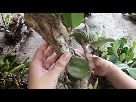 Video Lan rừng phiên trưa 21/9 lh 0817579879 zalo 0817579879 - youtube
