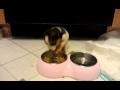 Hungry puppy eating breakfast