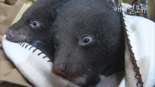 쌍둥이 새끼를 낳은 지리산 반달가슴곰 겨울잠 중에 만난 축복 Kbs 환경스페셜 101006 방송