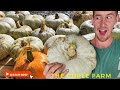 OUR PIGS GREW US 100KGS WORTH OF PUMPKINS!