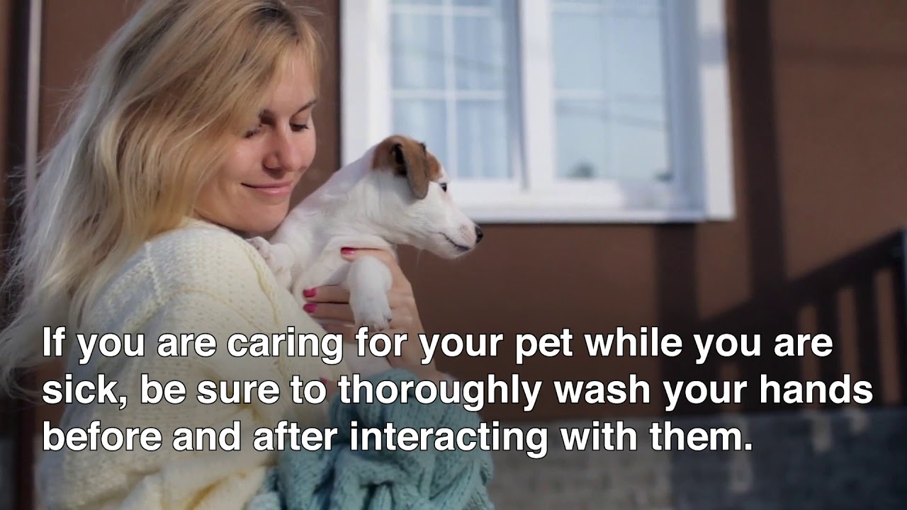 City Of Brampton Animal Services Brampton Animal Services