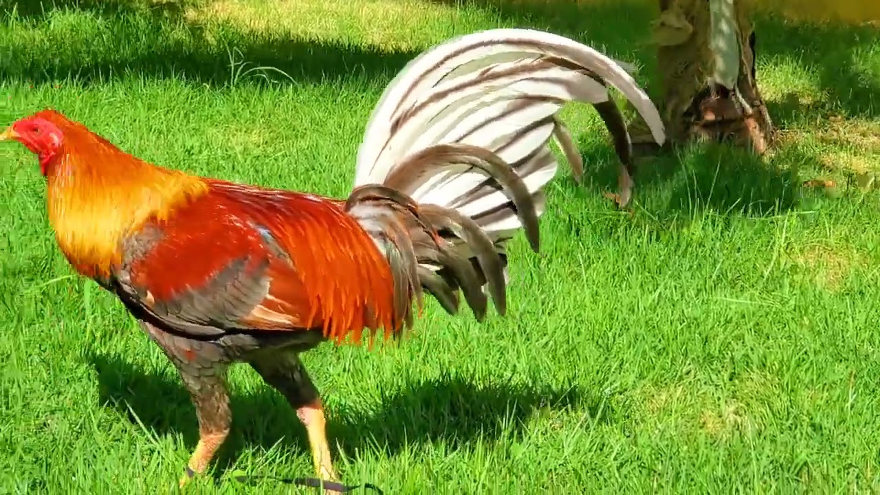 Visitamos a Traba el Patron de Bani Exelente Lugar para Aves y Estadia Familiar