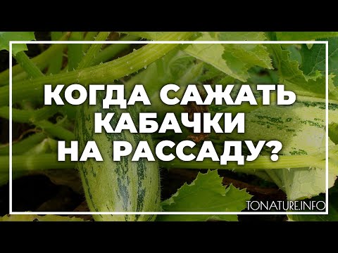 Когда сажать кабачки на рассаду? | toNature.Info