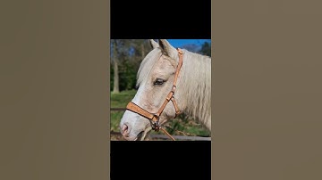 ED2 Sidepull available in 4 gorgeous colours 😍 https://www.hest.com.au/shop?Category=Bitless+Bridles