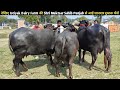 See the magnificent milch buffaloes from istiyak dairy farms shri muktsar sahib punjab available for sale