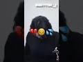 شابة صباح 