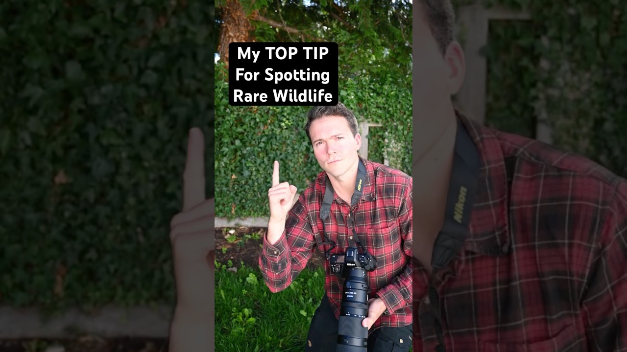Best Tip For Spotting Rare Wildlife! 