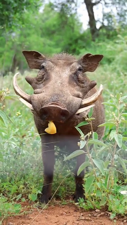 Download lagu Kasongo yeye