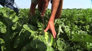 Georgia Watermelons - America's Heartland