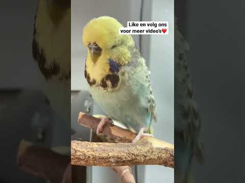 Video: 3 manieren om karkassen van vogels te begraven