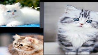 اجمل صور قططكيوووت
