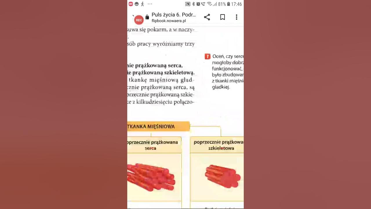 Tkanki Nabłonkowa Mięśniowa I Nerwowa tkanki nabłonkowe,mięśniowe i nerwowe lekcja 2 klasa 6 biologia Nowa
