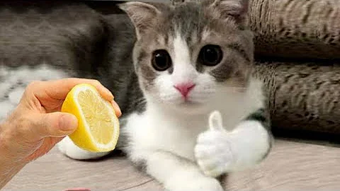 Video 9968351: cats compilation cute funny, funny cat baby laughing, amazing baby cat, baby cats cutest