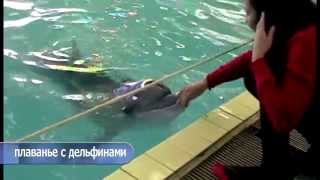 Семінар З Дельфінами , Семинар С Дельфинами , Workshop With Dolphins