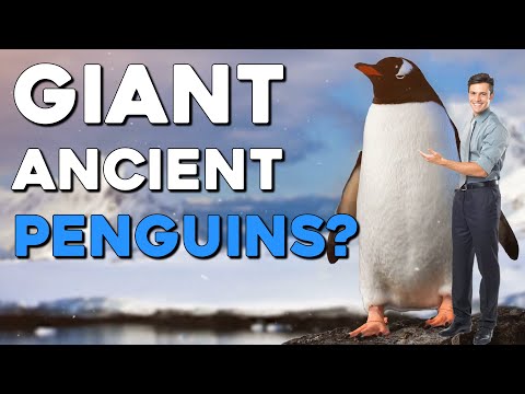 Video: A Giant Fossil From A Penguin Found In New Zealand - Alternative View