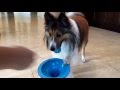 Teaching Deacon how to play with his iFetch. Teaching Deacon how to play with his iFetch.
