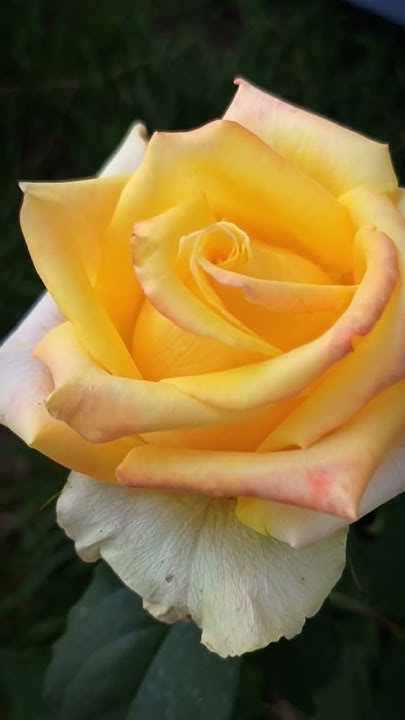 Роза Конго 🌹💛 #садмечты #уходзарозами #rose #павловскийсад #розы # ...