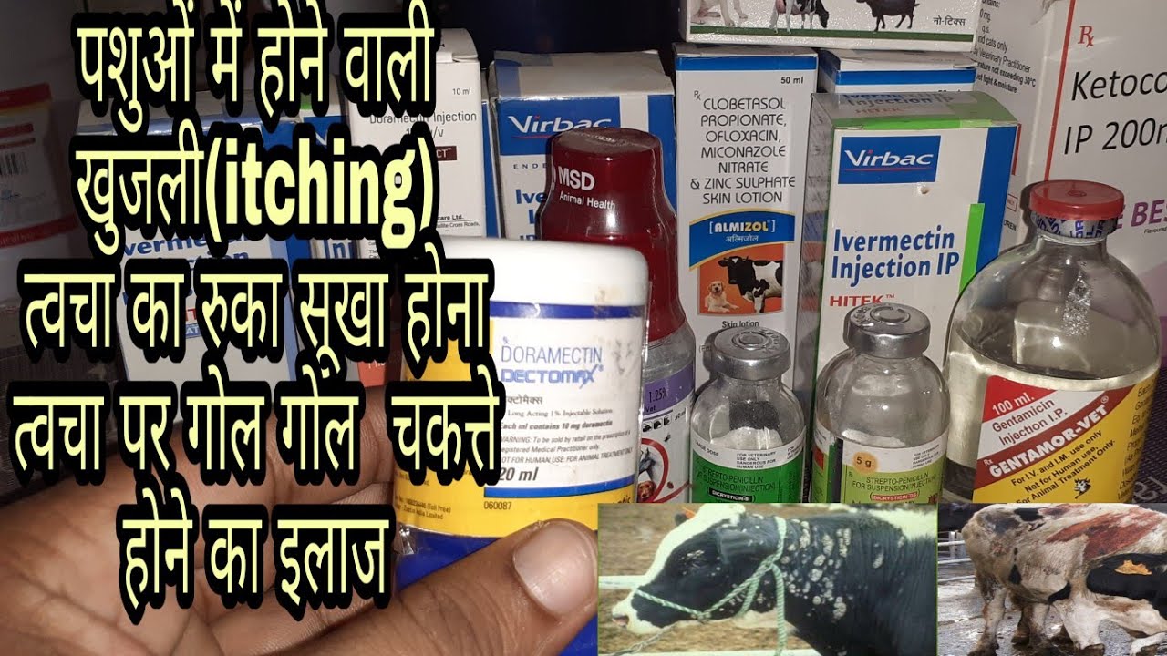 video phone beyonce mp3 पशुओं में होने वाली खुजली(itching) त्वचा का रुखा सुखा, त्वचा पर लाल चकत्ते, का कारण व इलाज