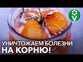 СЕКРЕТНЫЙ ИНГРЕДИЕНТ при заготовке своих семян!