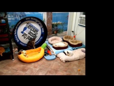special needs animal rescue Blind Cat Rescue & Sanctuary, Inc Live Stream