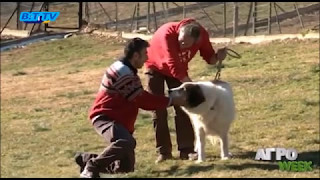 ΑΓΡΟWEEK~Ελληνικός Ποιμενικός Σκύλος