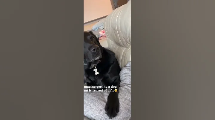 dog is scared of a fly