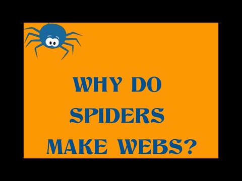 How do spiders spin their web?