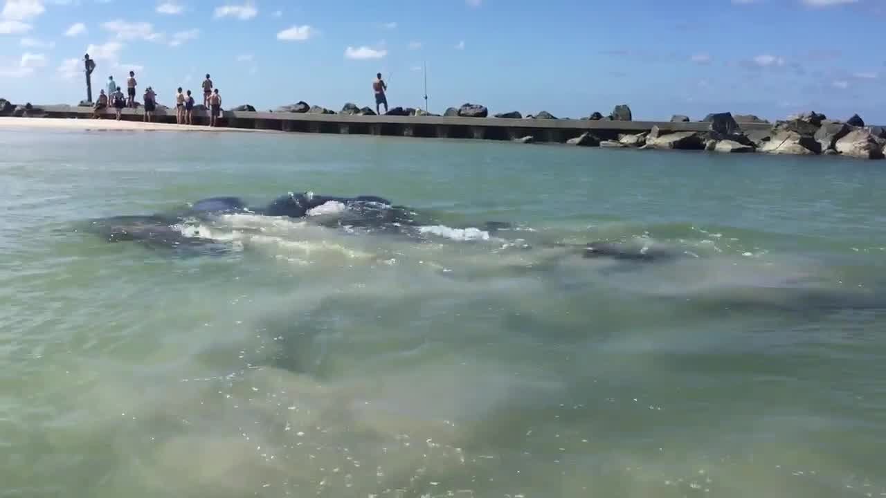 Manatees Make A Splash Near Honeymoon Island