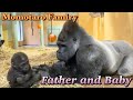 赤ちゃんゴリラに出会い、良き父として目覚め始めたモモタロウ⭐️Gorilla【京都市動物園】As the baby grew, Momotaro also grew into good father.