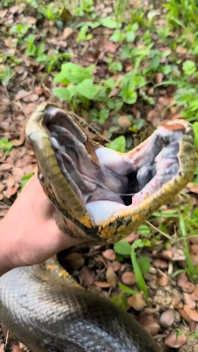 I caught a giant anaconda! #snake#anaconda#youtube#viral#wildlife#educational#crocodile