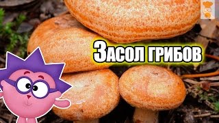 Засолка грибов Засолка грибов